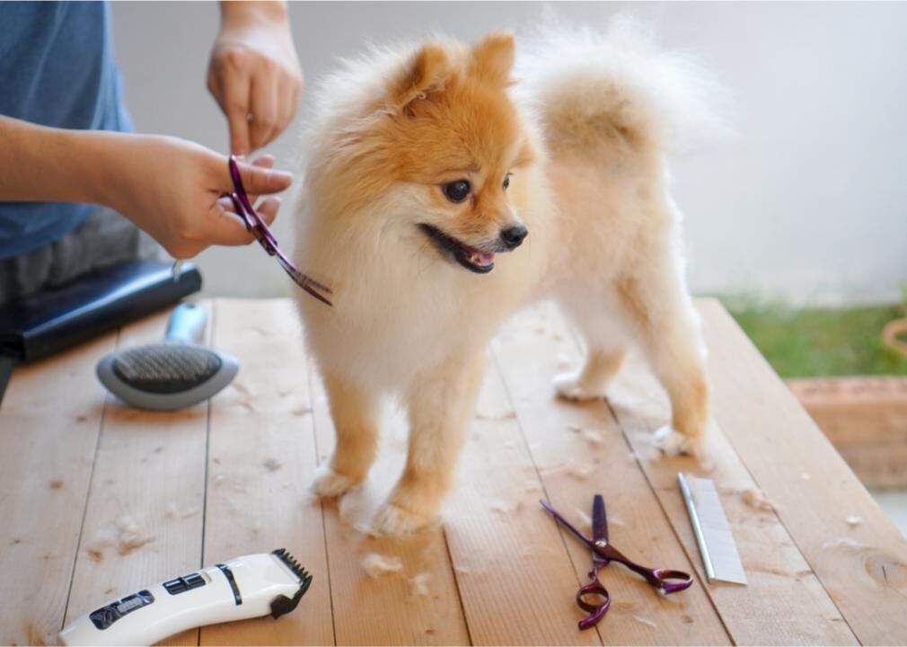 #3. Grooming